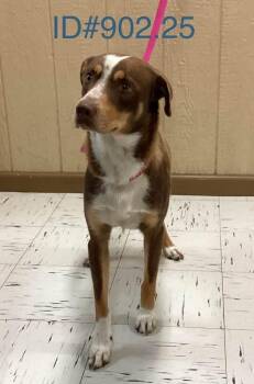 Rescue Australian Shepherd Dogs for Adoption in Kerrville, Texas - #902.25 - "Coffee" | PetCurious