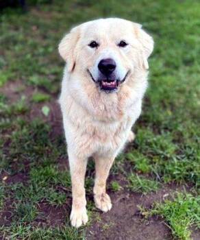 Ophelia -  Great Pyrenees Dog for Adoption in Bedford Hills, New York - Ophelia | PetCurious