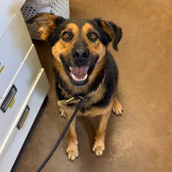 Cowboy -  Mixed Breed Dog for Adoption in Flagstaff, Arizona - Cowboy | PetCurious