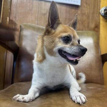 Kevin -  Chihuahua Dog for Adoption in Lexington, Nebraska - Kevin | PetCurious