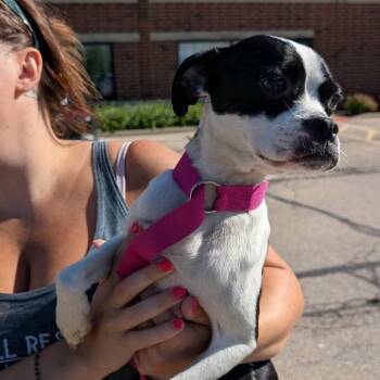 Elle Kennedy -  Boston Terrier and Mixed Breed Dog for Adoption in Campton Hills, Illinois - Elle Kennedy | PetCurious