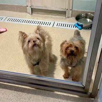 LILY -  Yorkshire Terrier Dog for Adoption in Dedham, Massachusetts - LILY | PetCurious