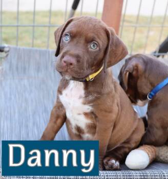 Danny -  Pointer Dog for Adoption in Southlake, Texas - Danny | PetCurious