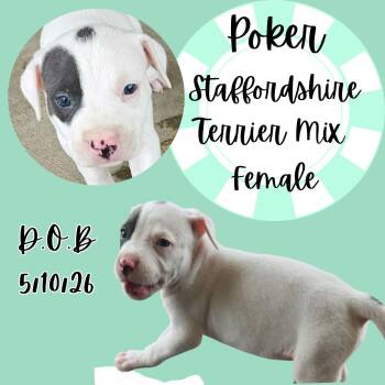 Poker -  American Staffordshire Terrier Dog for Adoption in Caldwell, Texas - Poker | PetCurious