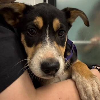 Shepherd Dogs Available for Adoption in Abilene, Texas - Penne | PetCurious