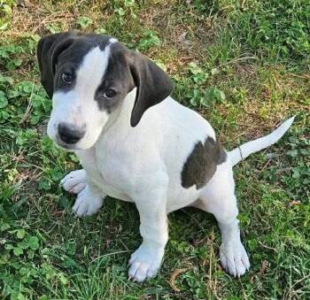 Hound Dogs Available for Adoption in South Kingstown, Rhode Island - Pierre De Ronsard Rose | PetCurious