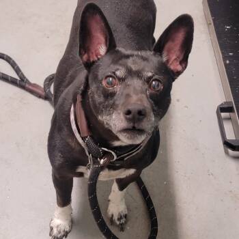 Rescue Terrier Dogs for Adoption in Troy, Illinois - Jarvis | PetCurious