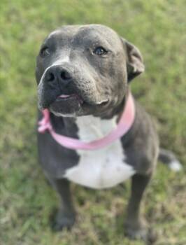 Rescue American Staffordshire Terrier and Pit Bull Terrier Dogs for Adoption in Choctaw, Oklahoma - Nellie | PetCurious
