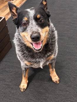 Honey -  Australian Cattle Dog Blue Heeler Dog for Adoption in Chattanooga, Tennessee - Honey | PetCurious