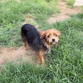 Yorkshire Terrier and Mixed Breed Dogs Available for Adoption in Carencro, Louisiana - Onomatopoeia | PetCurious