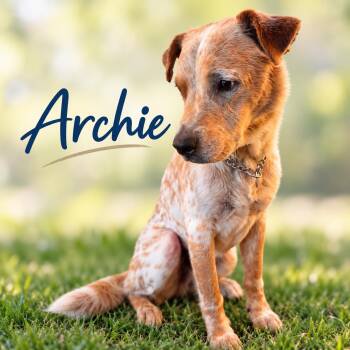Archie -  Australian Cattle Dog Blue Heeler Dog for Adoption in Elburn, Illinois - Archie | PetCurious