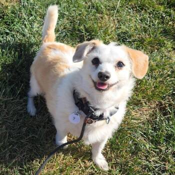 Raider Regan -  Terrier Dog for Adoption in Ramona, California - Raider Regan | PetCurious