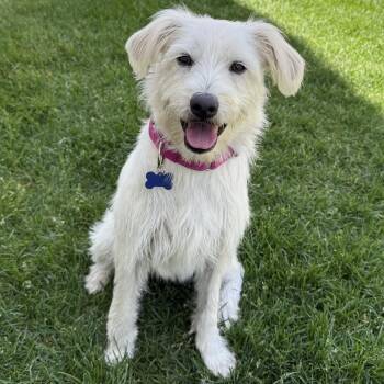 Kia -  Terrier Dog for Adoption in Fort Collins, Colorado - Kia | PetCurious