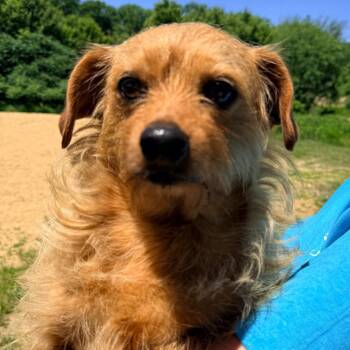 CT Paulie -  Terrier and Mixed Breed Dog for Adoption in Eastford, Connecticut - CT Paulie | PetCurious
