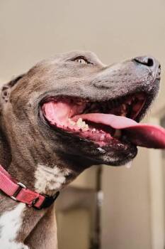 Sir Mitchell -  Pit Bull Terrier Dog for Adoption in Painesville, Ohio - Sir Mitchell | PetCurious