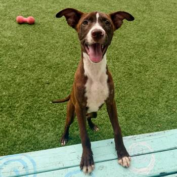 HELANA -  Mixed Breed Dog for Adoption in Cranston, Rhode Island - HELANA | PetCurious