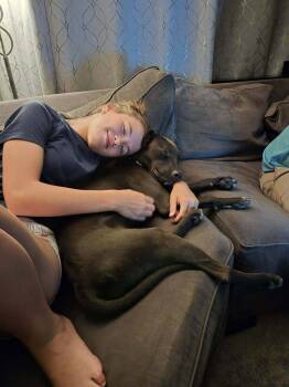 Gracey -  Labrador Retriever and Mixed Breed Dog for Adoption in Colorado Springs, Colorado - Gracey | PetCurious