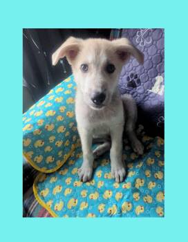 Thunder -  Great Pyrenees Dog for Adoption in Lake Geneva, Wisconsin - Thunder | PetCurious