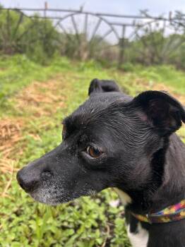 Zoe -  Chihuahua Dog for Adoption in Brooklyn Center, Minnesota - Zoe | PetCurious