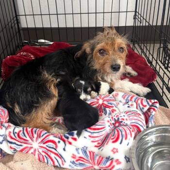 Kodak -  Terrier Dog for Adoption in Allen, Texas - Kodak | PetCurious