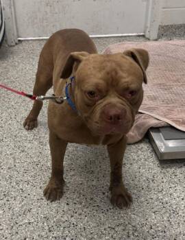 Brew -  Pit Bull Terrier and Mixed Breed Dog for Adoption in Kansas City, Missouri - Brew | PetCurious
