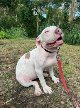 American Bully Dogs Available for Adoption in Punta Santiago, Humacao - Minina | PetCurious