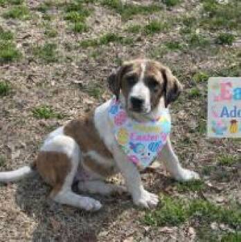 Mixed Breed Dogs Available for Adoption in West Chester, Pennsylvania - Elson | PetCurious