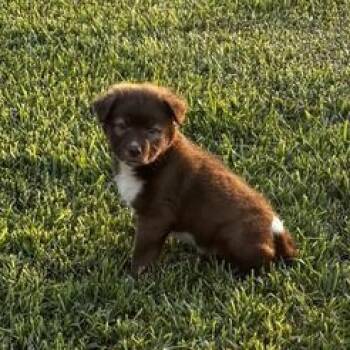 Burton -  Siberian Husky and Australian Shepherd Dog for Adoption in Liverpool, Texas - Burton | PetCurious