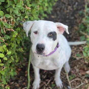 Ms. Gemma KH -  Pit Bull Terrier and Mixed Breed Dog for Adoption in Austin, Texas - Ms. Gemma KH | PetCurious