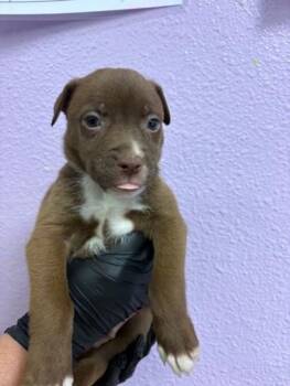 Mixed Breed Dogs Available for Adoption - Pup5 | PetCurious