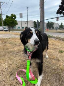 Samantha $475 -  Australian Shepherd Dog for Adoption in West Milwaukee, Wisconsin - Samantha $475 | PetCurious