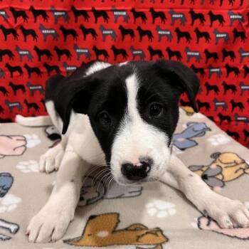Calvin Klein -  Pit Bull Terrier and Mixed Breed Dog for Adoption in Washburn, Missouri - Calvin Klein | PetCurious