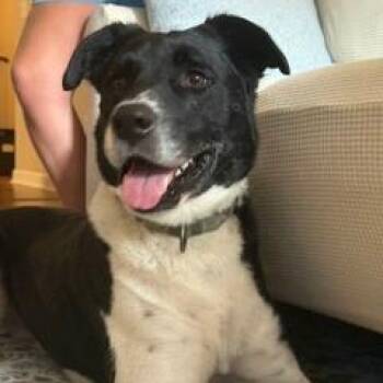 Sergeant -  Mixed Breed Dog for Adoption in Gainesville, Florida - Sergeant | PetCurious