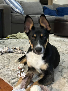 Rescue Shepherd Dogs for Adoption in Columbus, Ohio - Damian | PetCurious