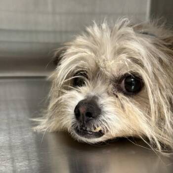 Gimli -  Maltese Dog for Adoption in Des Moines, Iowa - Gimli | PetCurious