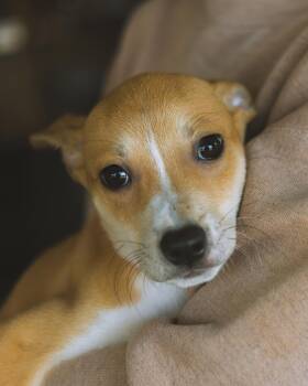 Rescue Pit Bull Terrier Dogs for Adoption in Ferndale, Washington - Lyra | PetCurious