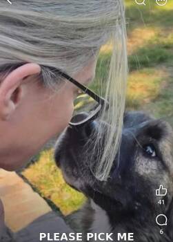 FERNLY -  Mixed Breed Dog for Adoption in Holbrook, New York - FERNLY | PetCurious