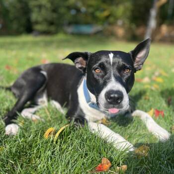 Rescue Mixed Breed and Pit Bull Terrier Dogs for Adoption in Hopkinton, Massachusetts - Hershey | PetCurious