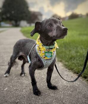 Rescue Dachshund Dogs for Adoption in Bradford Woods, Pennsylvania - Sawyer | PetCurious