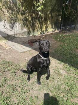 CHERRY -  Labrador Retriever Dog for Adoption in Houston, Texas - CHERRY | PetCurious