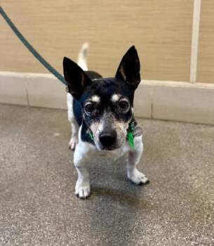 Chihuahua and Mixed Breed Dogs Available for Adoption - Winston | PetCurious