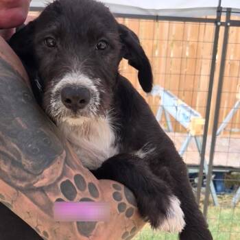 Teak -  Terrier and Mixed Breed Dog for Adoption in Lenexa, Kansas - Teak | PetCurious