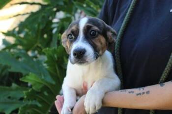 July -  Terrier and Mixed Breed Dog for Adoption in Brunswick, Georgia - July | PetCurious