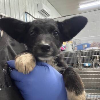 Slinky -  Mixed Breed Dog for Adoption in Corbin, Kentucky - Slinky | PetCurious