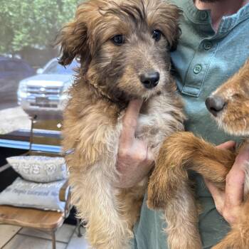 Goldendoodle Dogs Available for Adoption in Dyersburg, Tennessee - Sophie | PetCurious