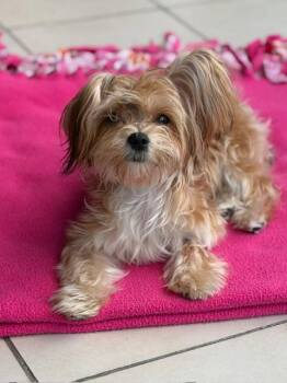 Boo -  Morkie Dog for Adoption in Long Beach, New York - Boo | PetCurious