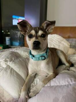Dachshund and Terrier Dogs Available for Adoption in Saugus, Massachusetts - Cedar | PetCurious