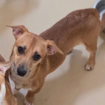 Butterscotch - Chino Hills Location -  Terrier and Mixed Breed Dog for Adoption in Chino Hills, California - Butterscotch - Chino Hills Location | PetCurious