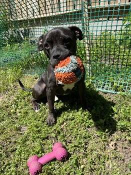 Pit Bull Terrier and Mixed Breed Dogs Available for Adoption in Kansas City, Missouri - Kieran | PetCurious
