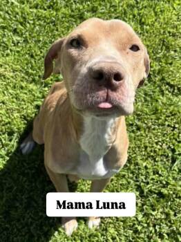 Luna -  American Staffordshire Terrier Dog for Adoption in San Diego, California - Luna | PetCurious